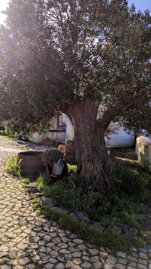 فيلا Montelavarفي Ancos Little House -Sintra Countryside- المظهر الخارجي الصورة